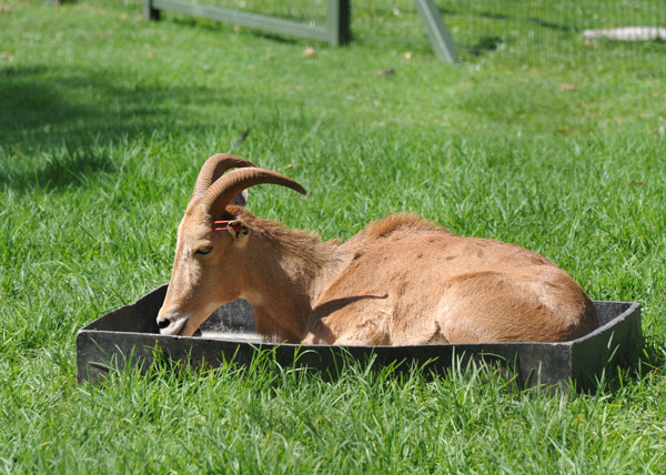 Barbar Sheep (Aoudad) - Johannesburg Zoo