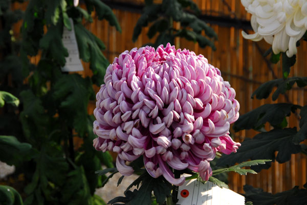 Kiku-no-hana Taikai (Chrysanthemum Exhibition) Nagoya