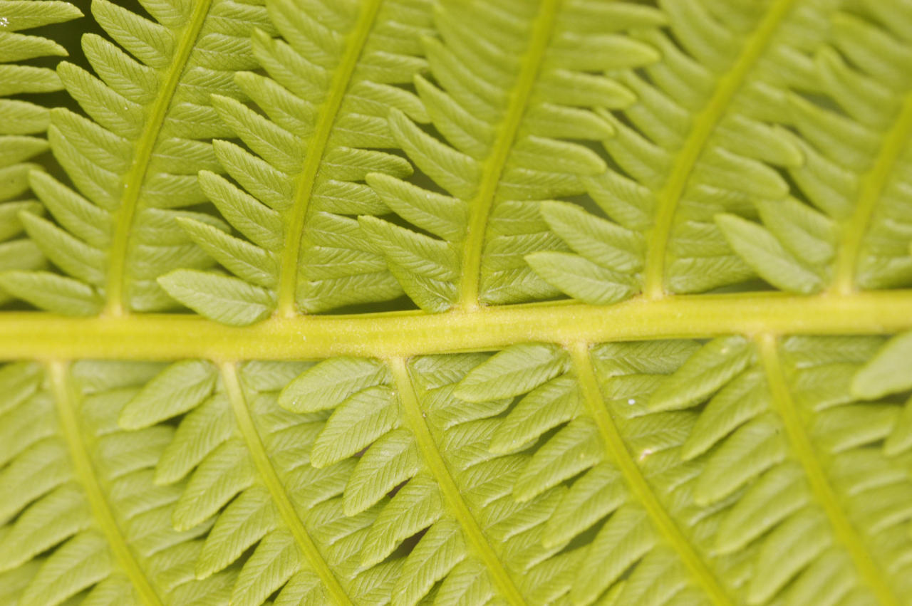 Fern leaf