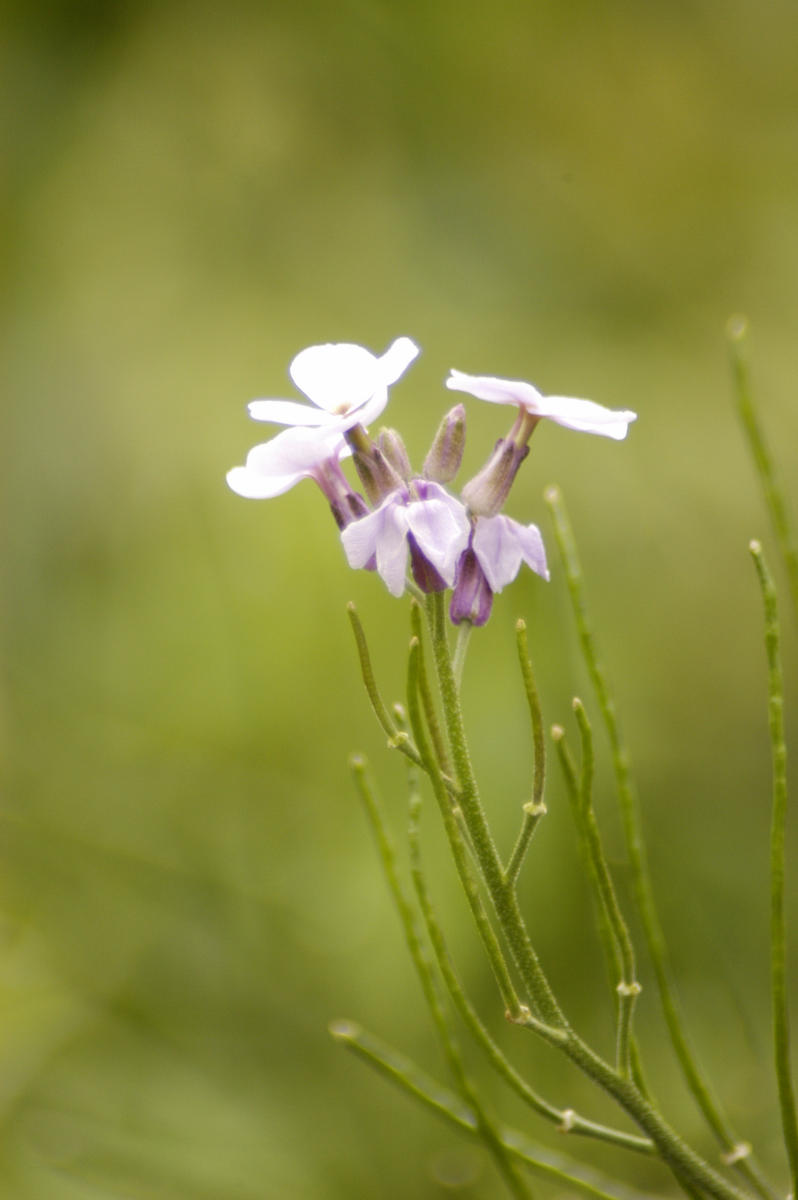 Wildflower