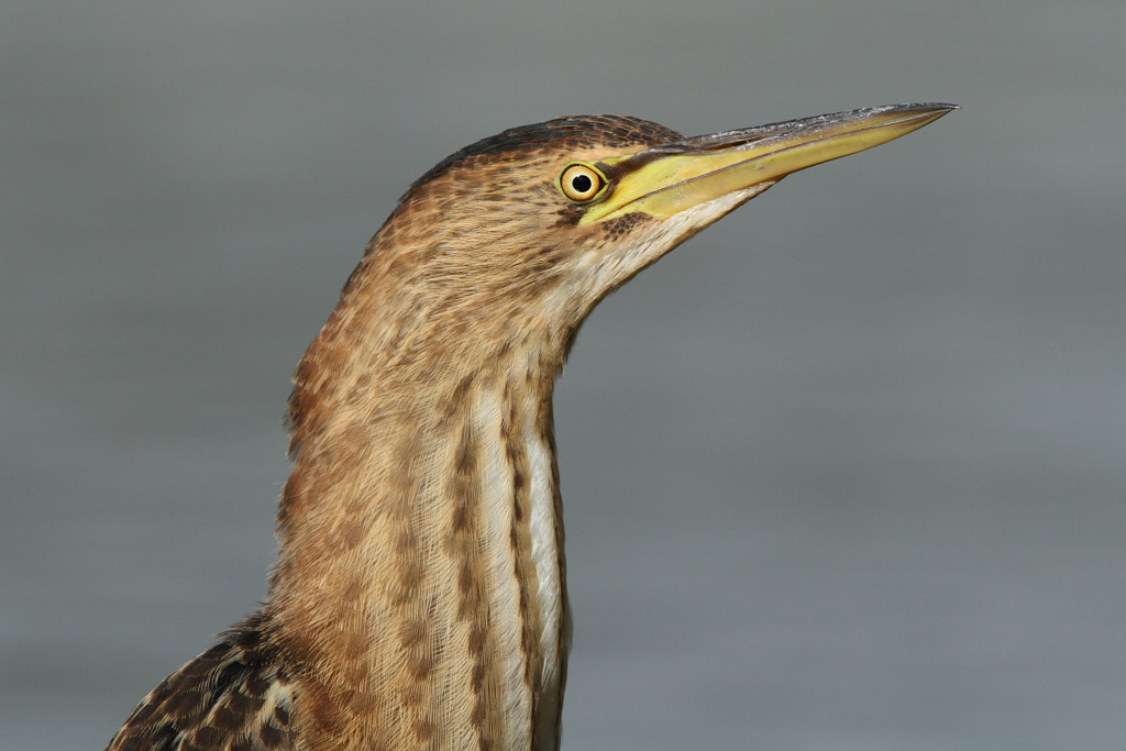 Little Bittern, juvenile