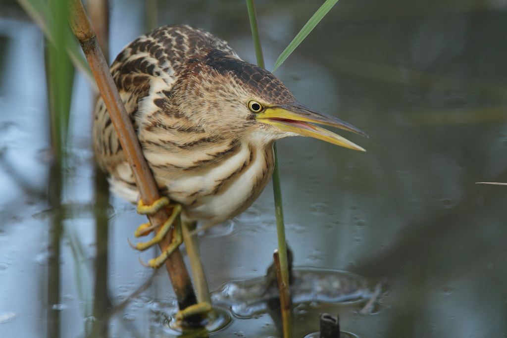 Little Bittern, juvenile