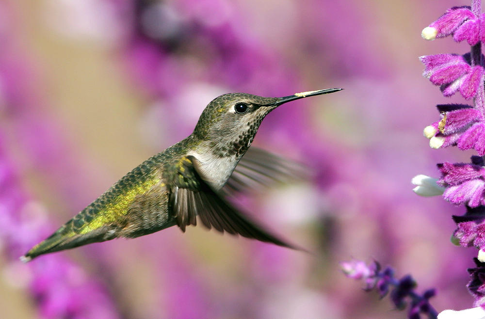 Hummer in Flight III