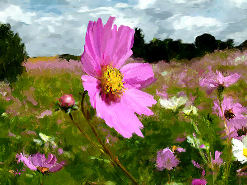 pink-cosmos 11x8
