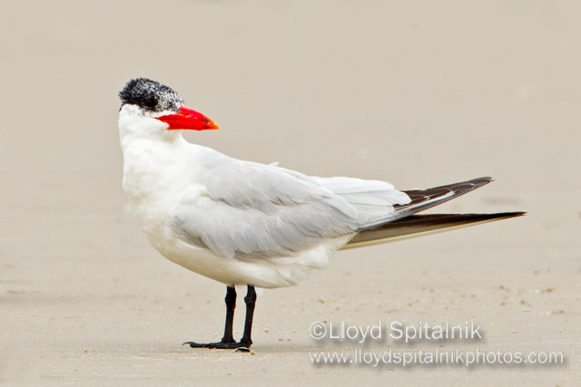 Caspian Tern