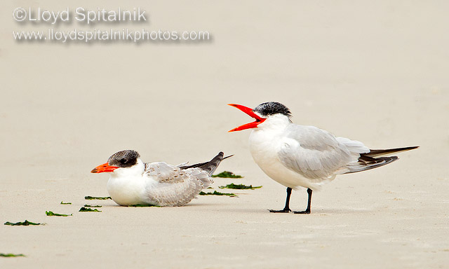 Caspian Tern