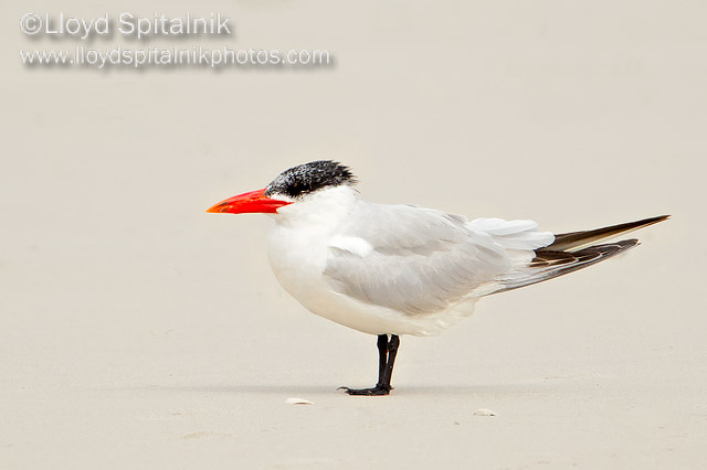 Caspian Tern
