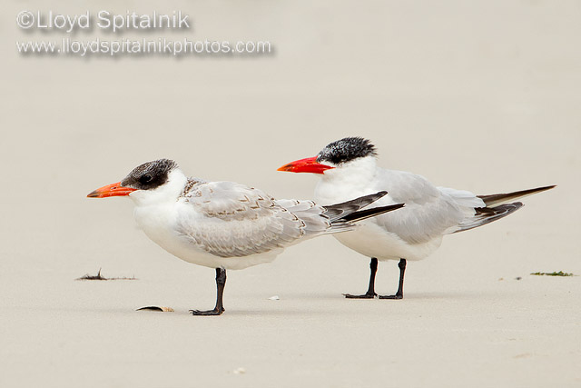 Caspian Tern