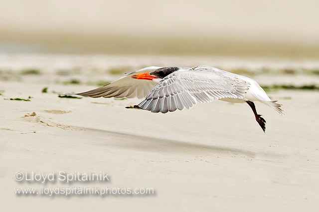Caspian Tern