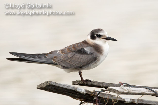 Black Tern (juvenile)