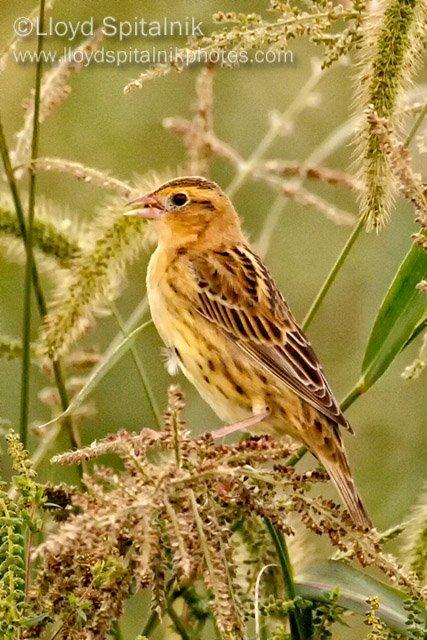 Bobolink