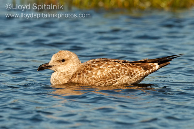 Herring Gull