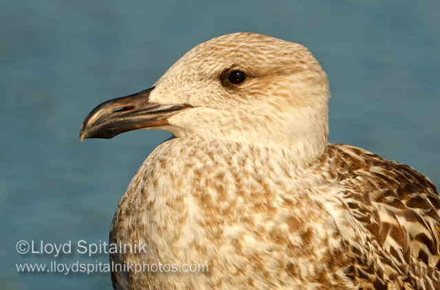 Herring Gull