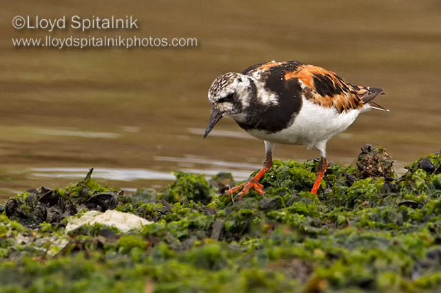 Ruddy Turnstone (male)