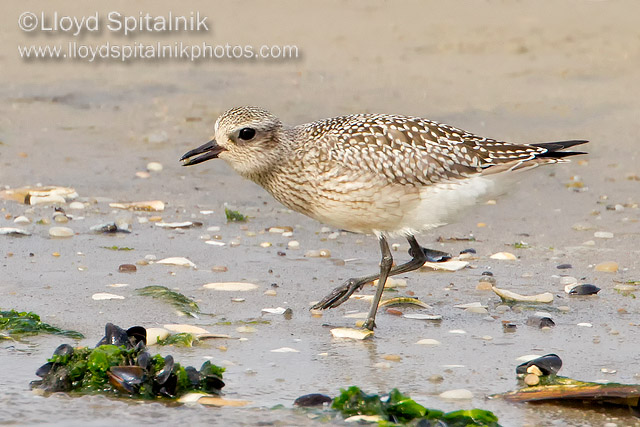 Black-bellied Plover (juvenile)