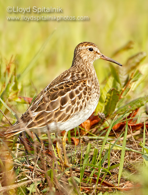 Pectoral Sandpiper (juvenile)