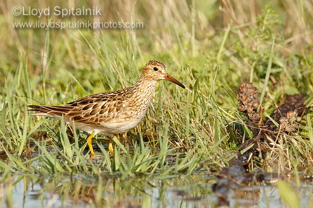 Pectoral Sandpiper