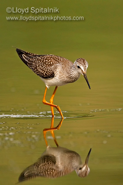 Lesser Yellowlegs