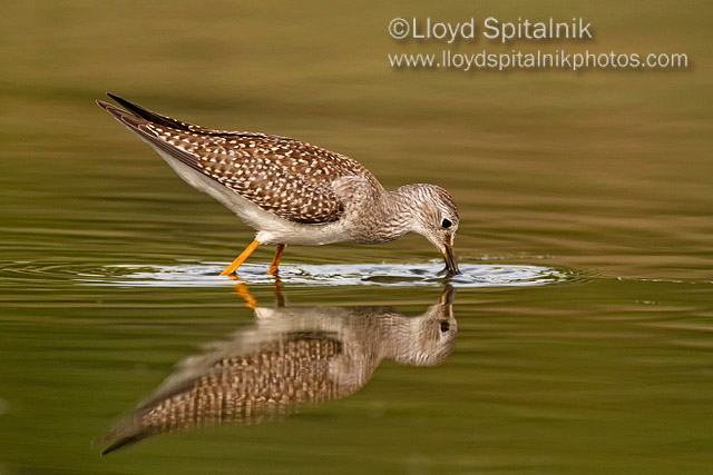 Lesser Yellowlegs (juvenile)