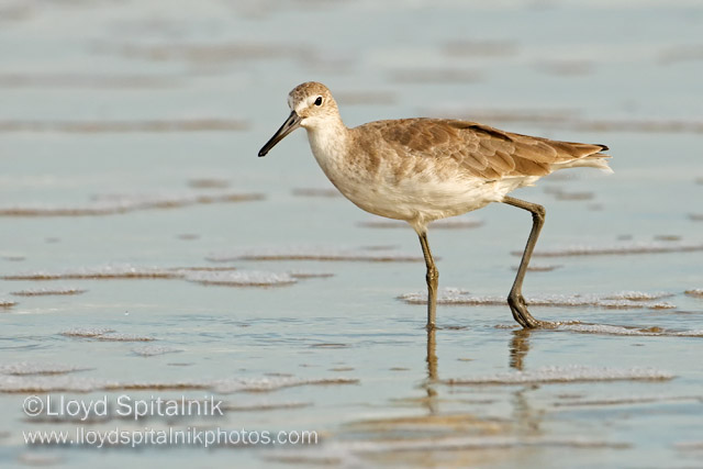 Willet