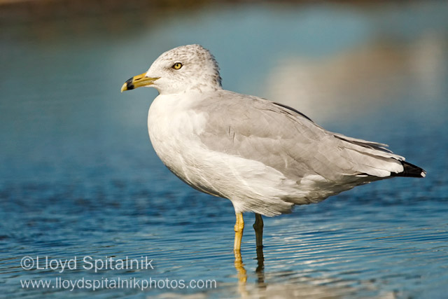 Ring-billed Gull