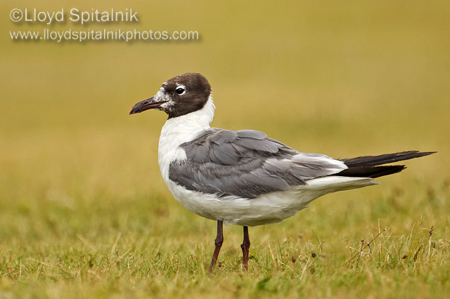 Laughing Gull