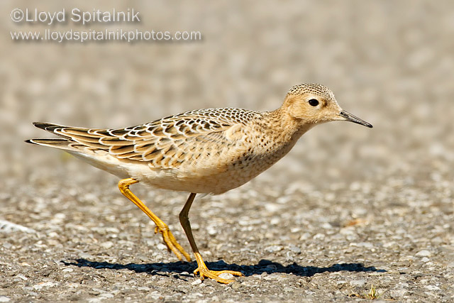 Buff-breasted Sandpiper