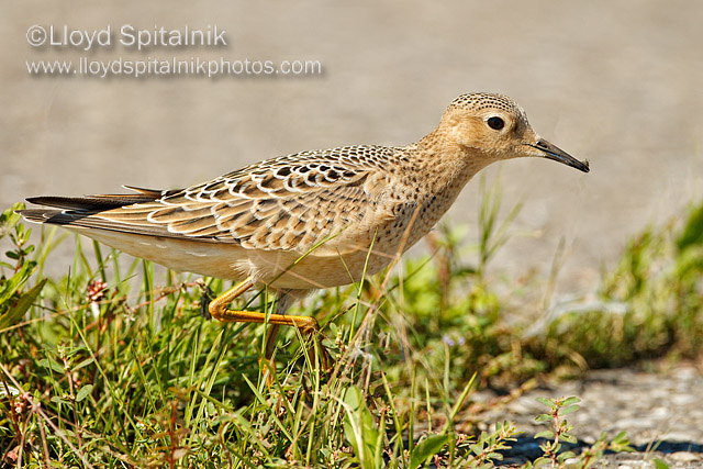 Buff-breasted Sandpiper (juvenile)