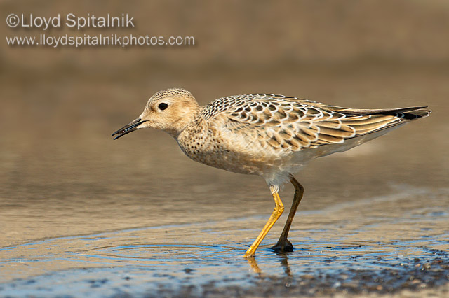 Buff-breasted Sandpiper