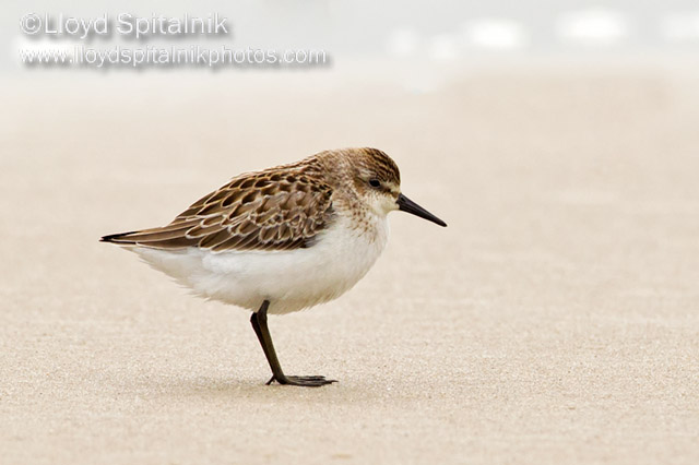 Semipalmated Sandpiper