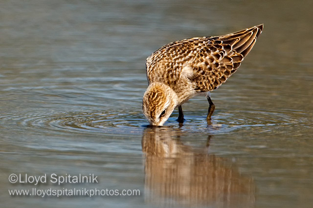 Semipalmated Sandpiper (juvenile)