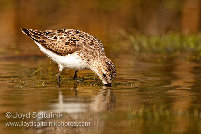 Semipalmated Sandpiper