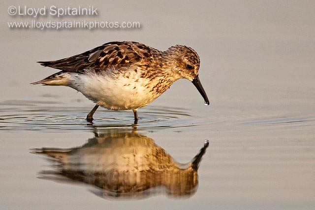 Semipalmated Sandpiper
