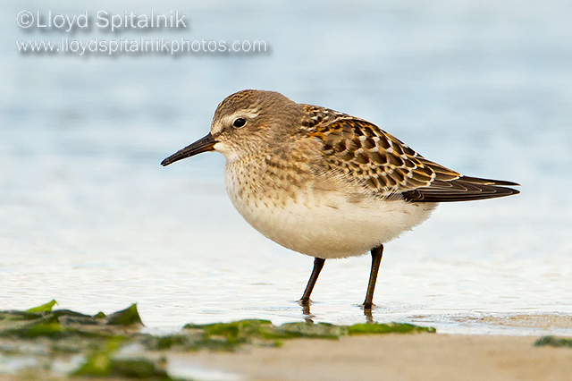 White-rumped Sandpiper (juvenile)