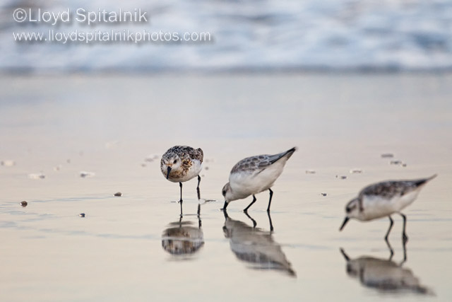 Sanderling