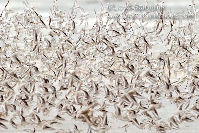 Sanderling