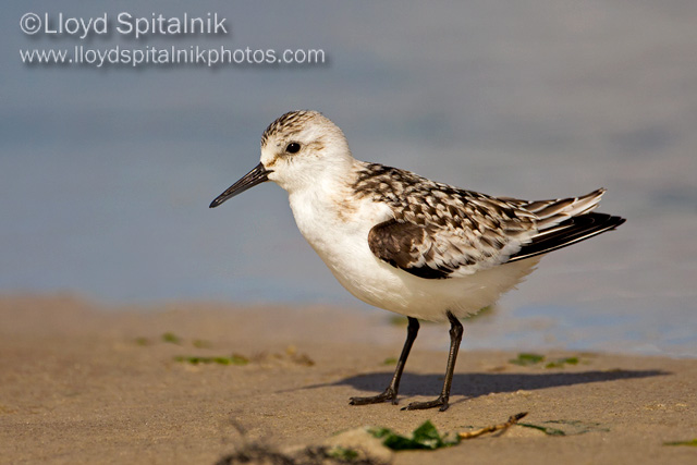 Sanderling