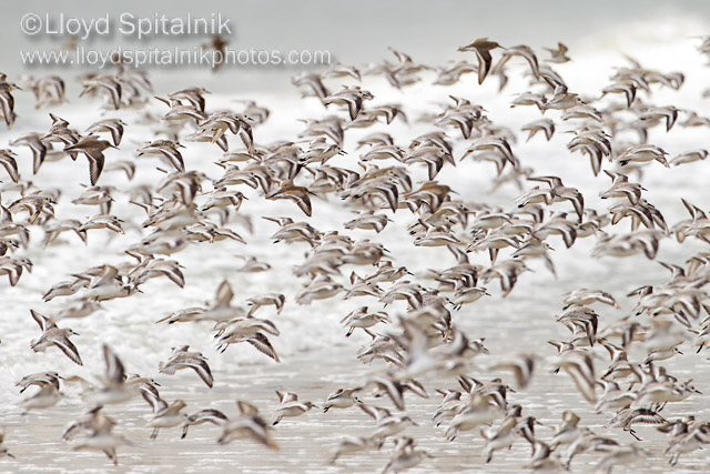 Sanderling