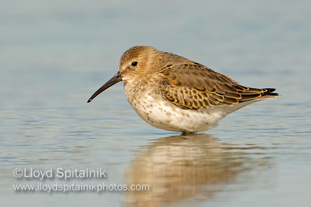 Dunlin