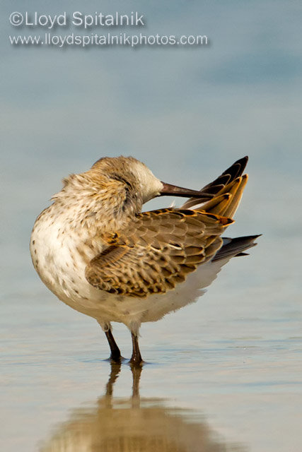 Dunlin