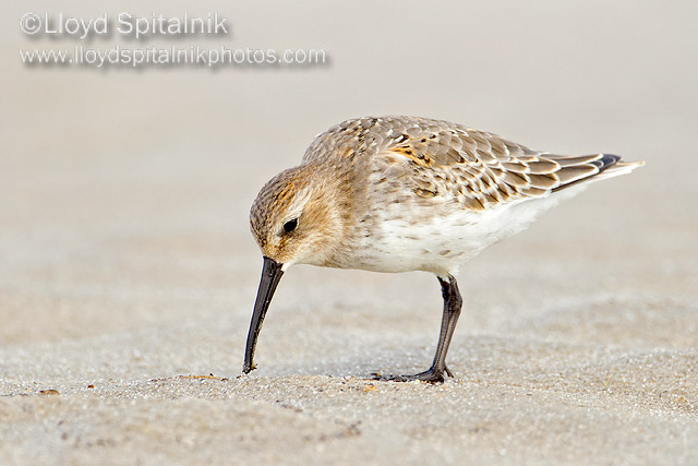 Dunlin (juvenile)