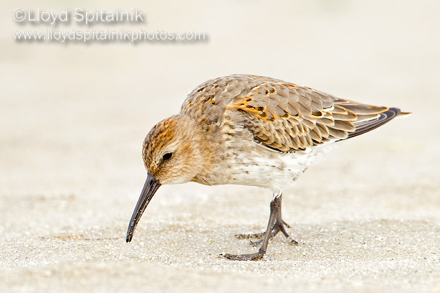 Dunlin (juvenile)