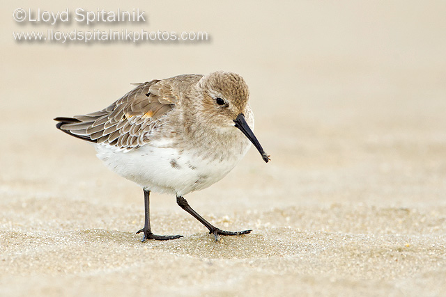 Dunlin