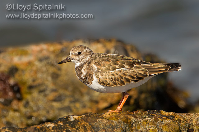 Ruddy Turnstone