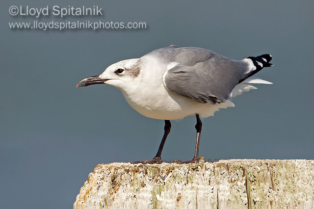 Laughing Gull