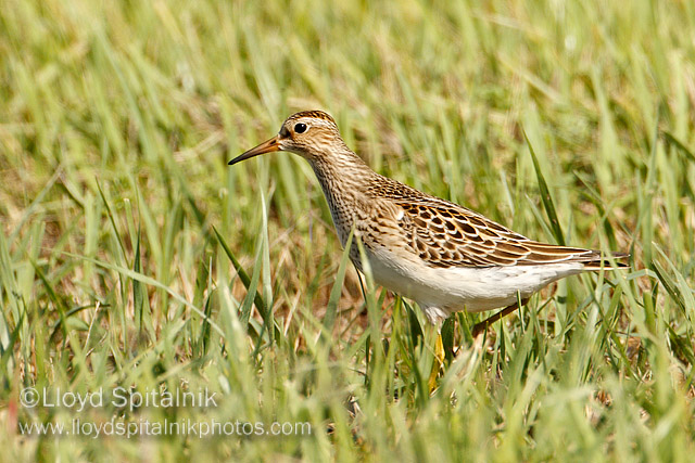 Pectoral Sandpiper (juvenile)
