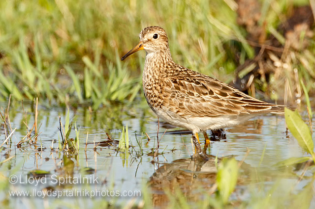 Pectoral Sandpiper