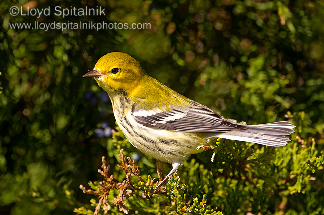 Black-throated Green Warbler (female)