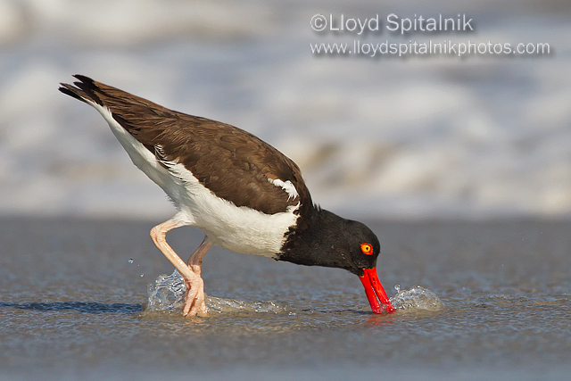 American Oystercatcher