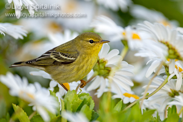 Blackpoll Warbler